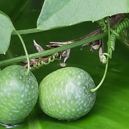 Semena okurky Guadeloupe (Melothria pendula) | 4,50 €