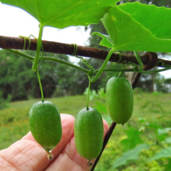 Guadeloupe cucumber Seeds...