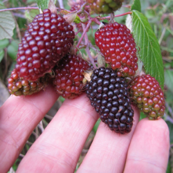 Andean raspberry Seeds...