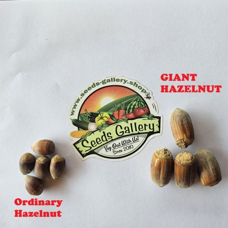 Obří lískový ořech - Semena (Corylus avellana) | 7,80 €