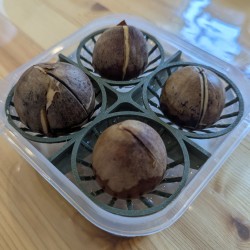 Avocado 4-Seed Germination...