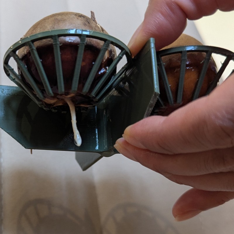 Miska na klíčení avokádových semínek | 12,00 €