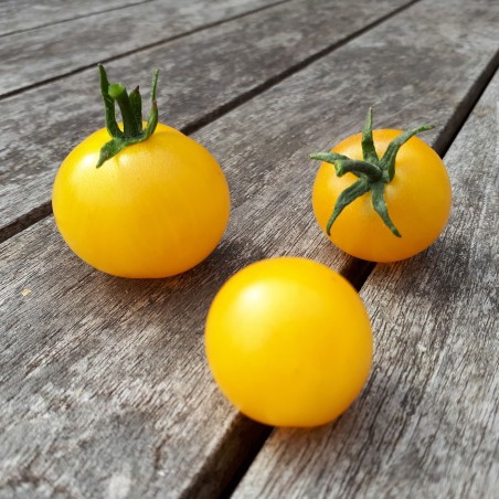 Sementes de Tomate Campari Amarelo | 2,00 €