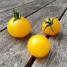Sementes de Tomate Campari Amarelo | 2,00 €