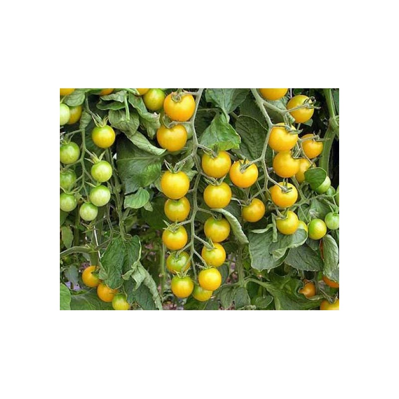 Semi di Pomodoro Campari Giallo | 2,00 €