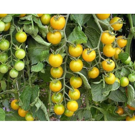 Sementes de Tomate Campari Amarelo | 2,00 €