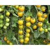 Sementes de Tomate Campari Amarelo | 2,00 €