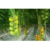 Sementes de Tomate Campari Amarelo | 2,00 €