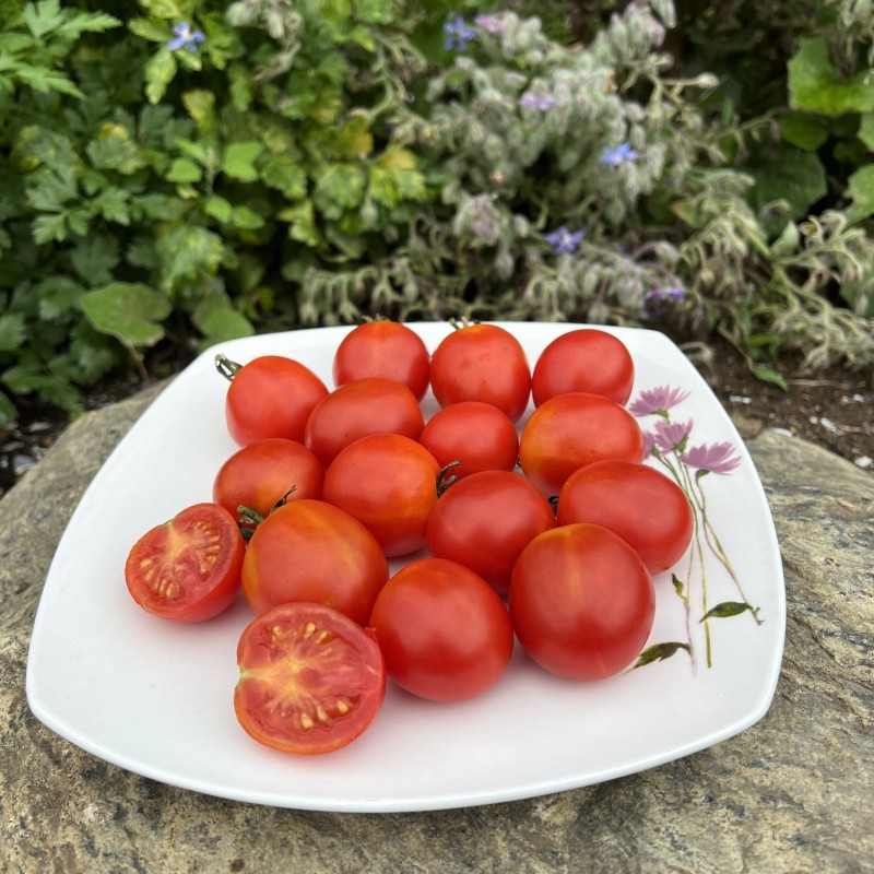 Semillas de tomate cereza orgánico Harmony | 2,00 €
