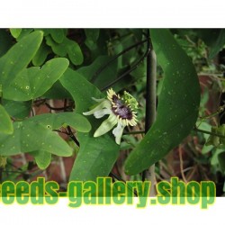 Σπόροι Λουλούδι Πάθος (Passiflora colinvauxii)