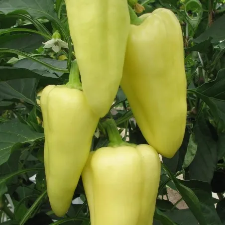 Montana sweet pepper seeds