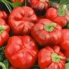 Alexander Sweet Pepper Seeds