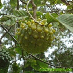 Rare Annona edulis seeds, rare edible exotic fruit