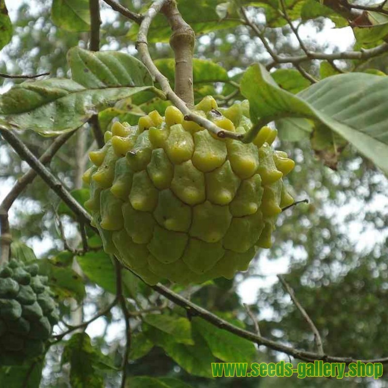 Sementes de Ultra raro Fruta Pinha ANNONA EDULIS