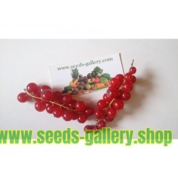 Graines Groseillier Fruits Rouges (Ribes rubrum)