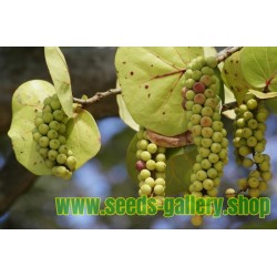 Seeds Sea Grape Organic Coccoloba uvifera 10
