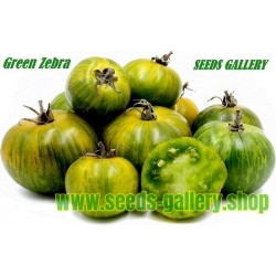 Graines de Tomate Green Zebra