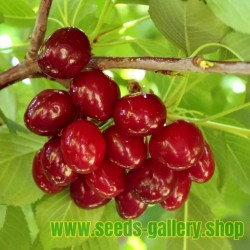 Sötkörsbär Frön (Prunus Avium)