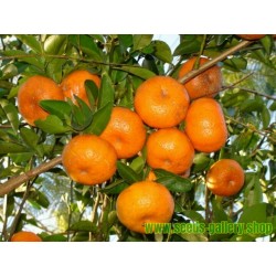Sementes de Tangerina, laranja-mimosa (Citrus reticulata)