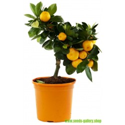 Mandarina Seme ili Mandarinka (Citrus reticulata)