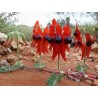 Swainsona formosa Seme - Pustinjski Grasak