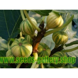 Tiger Fig Seeds, Panache Fig (Ficus Carica)
