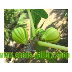 Semillas de Higuera Panache (Ficus Carica)