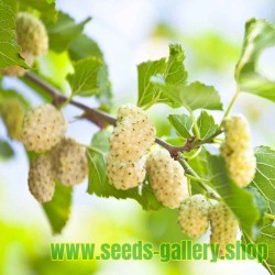 White Mulberry Seeds Hardy