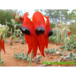 Australische Wüstenerbse Samen