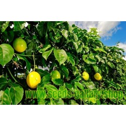 Yellow Passion Fruit Seeds (Passiflora Flavicarpa)
