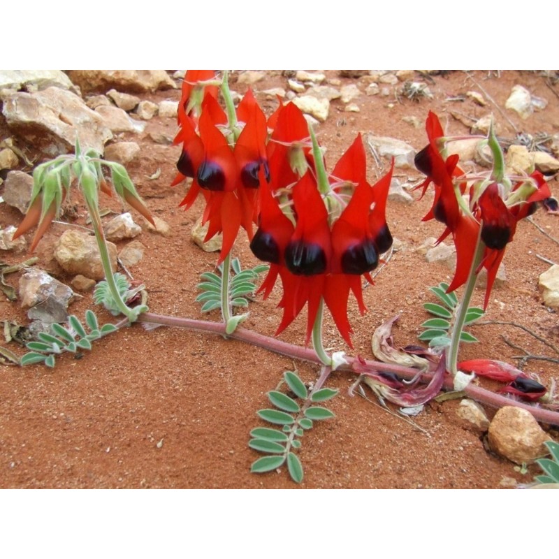 Swainsona formosa Seme - Pustinjski Grasak