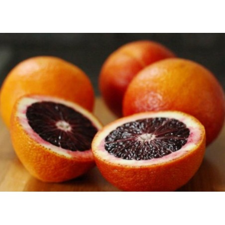 Price: €3 - Moro Blood Orange Fresh Seeds (Citrus × sinensis) -