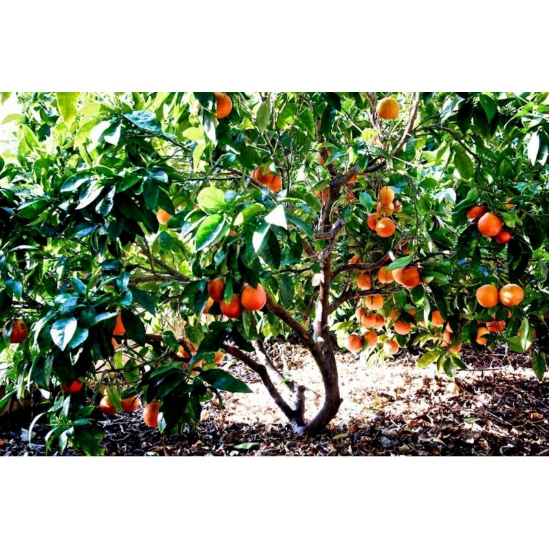 Blutorange Samen “Moro Blood Orange” | 3,00 €