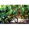 Blutorange Samen “Moro Blood Orange” | 3,00 €
