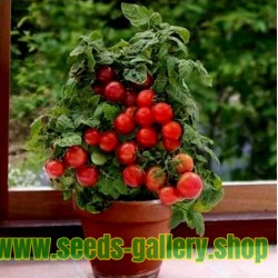 Tomatfrön Montecarlo - Idealisk för blomkrukor