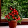 Cherry Tomato Seeds "Monte Carlo"