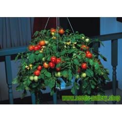 Tomatensamen Montecarlo - Ideal für Blumentöpfe