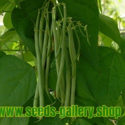 Climbing Green Bean 'Fasold' Seeds 