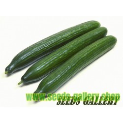 Cucumber Seeds 'Sensation' 