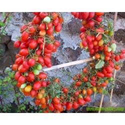 Graines Tomate Cerise Rouge DATTERINO - DATTERINI