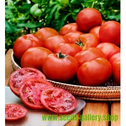 Semillas de tomate HEINZ 1350