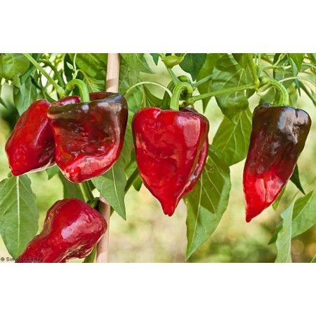 Ancho Mulato Poblano Chili Seeds