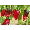 Ancho Mulato Poblano Chili Seeds