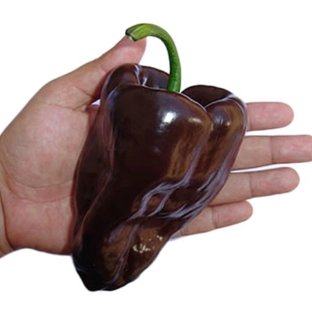 Ancho Mulato Poblano Chili Seeds