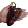 Ancho Mulato Poblano Chili Seeds