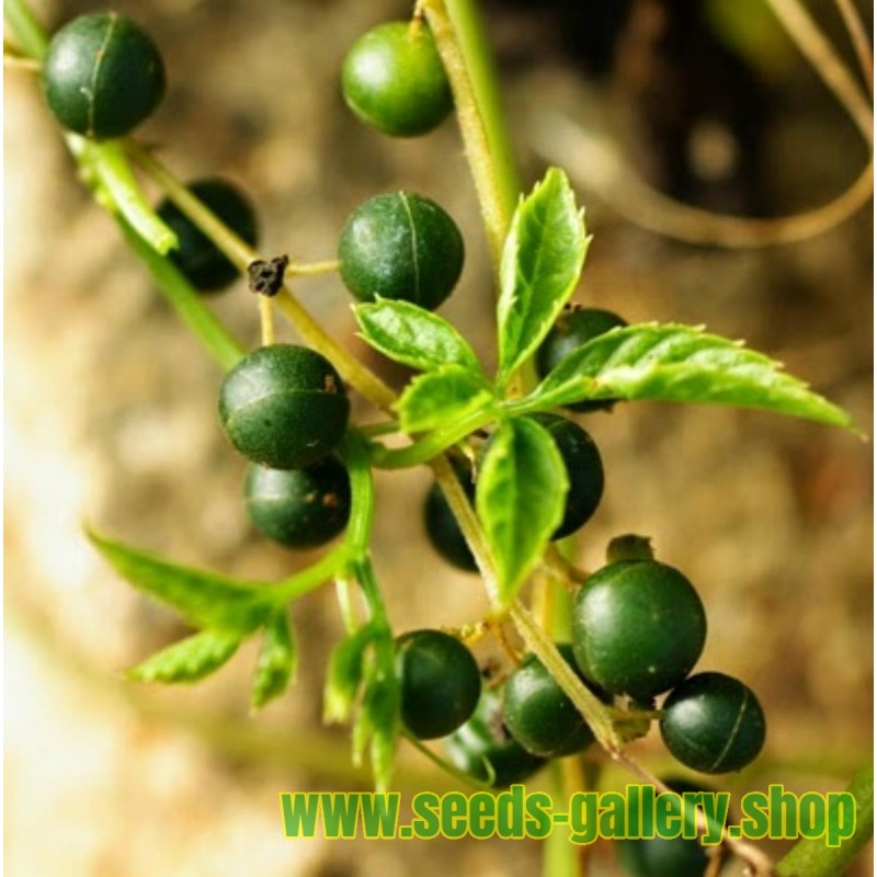 Jiaogulan Seeds Herb - Plant of immortality 