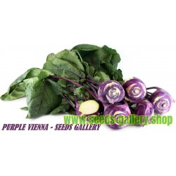 Graines de Chou rave “violet de Vienne”
