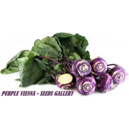 Vienna Purple Kohlrabi Samen | 2,00 €