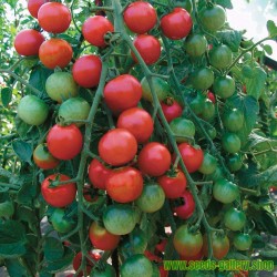 Semillas de Tomate Marglobe