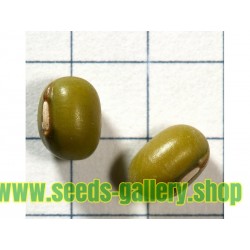 Mung Bean Seeds (Vigna radiata)